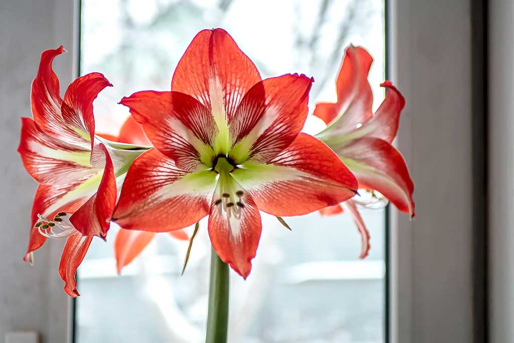 Red Amaryllis flower Bud on the background of the winter landscape outside the window