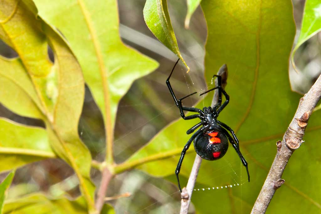 A Black Widow Spider spinning a web in an oak tree.