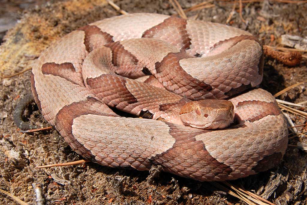 Southern Copperhead coiled up on a stump in the Francis Marion National Forest of South Carolina.