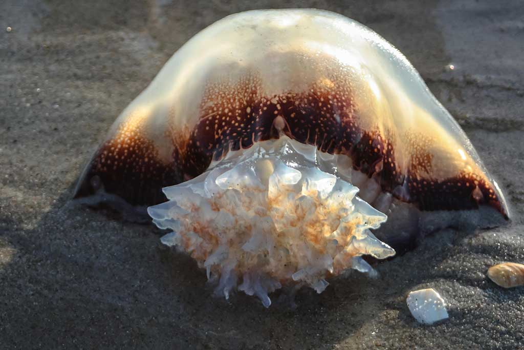A jelly fish washed on the shore in the early morning.