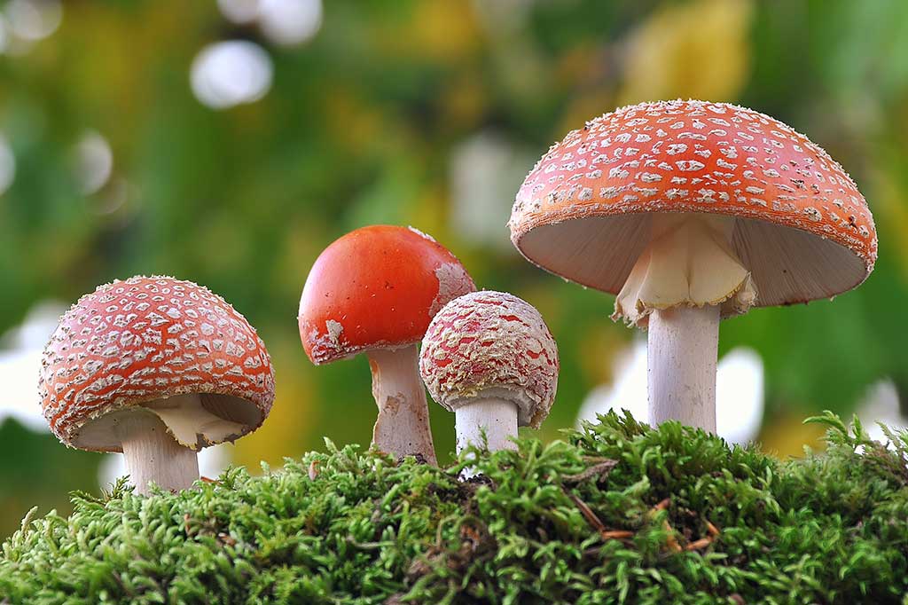 Red toxic mushroom, the most famous psychedelic mushrooms
